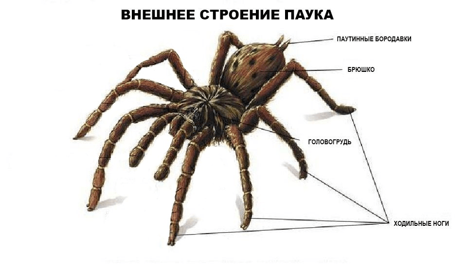 Решение рисунок 1