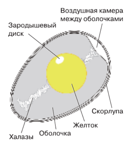 Решение рисунок 1