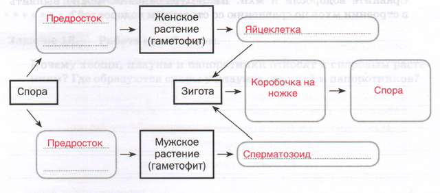Решение рисунок 1