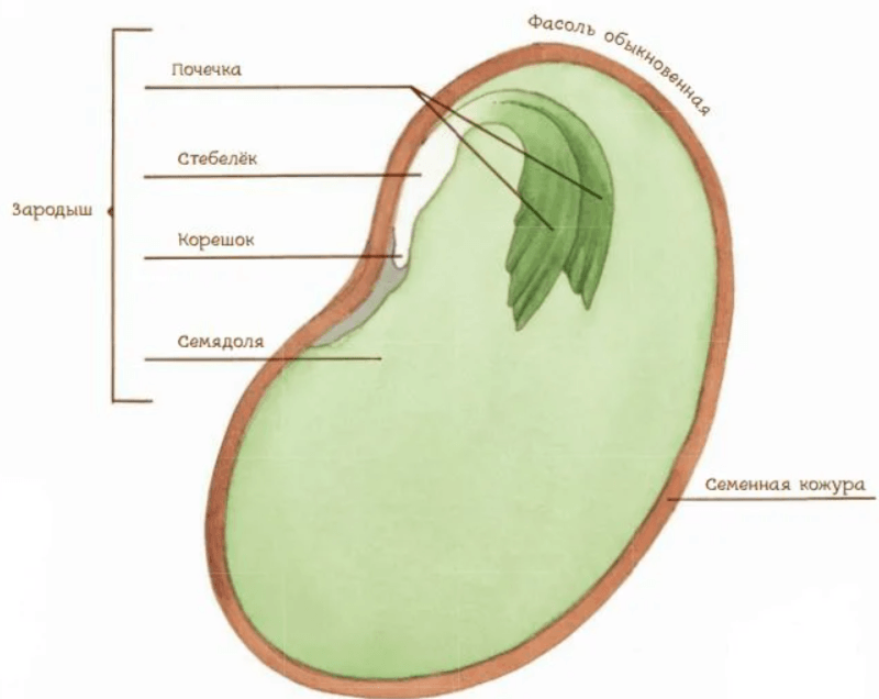 Решение рисунок 1